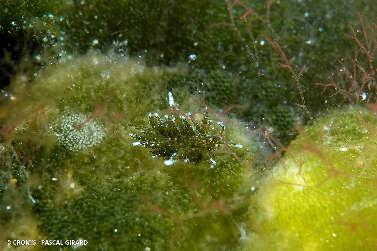 Placida verticellée