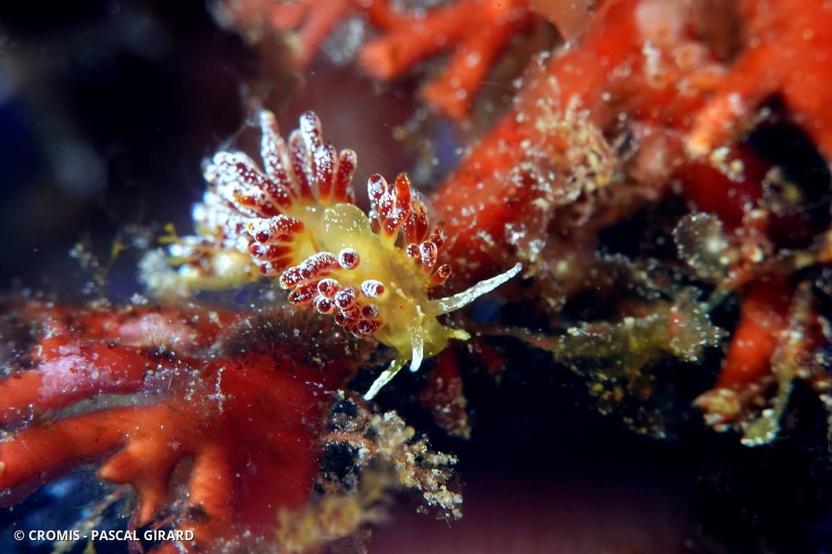 Cuthona ocellée