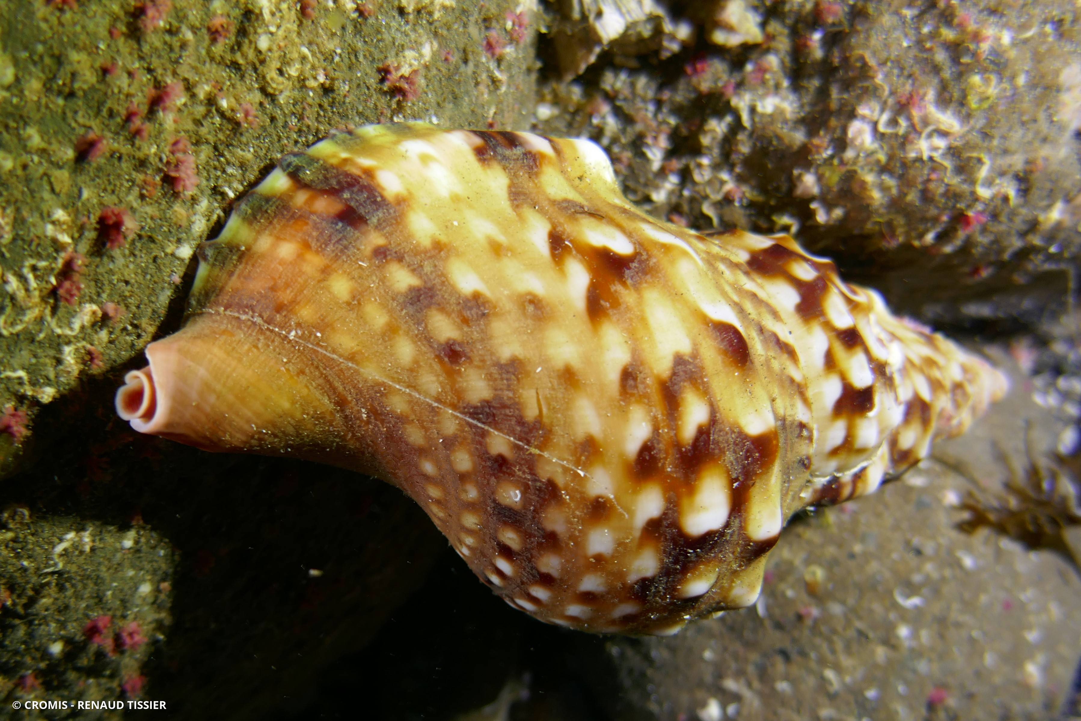 Triton