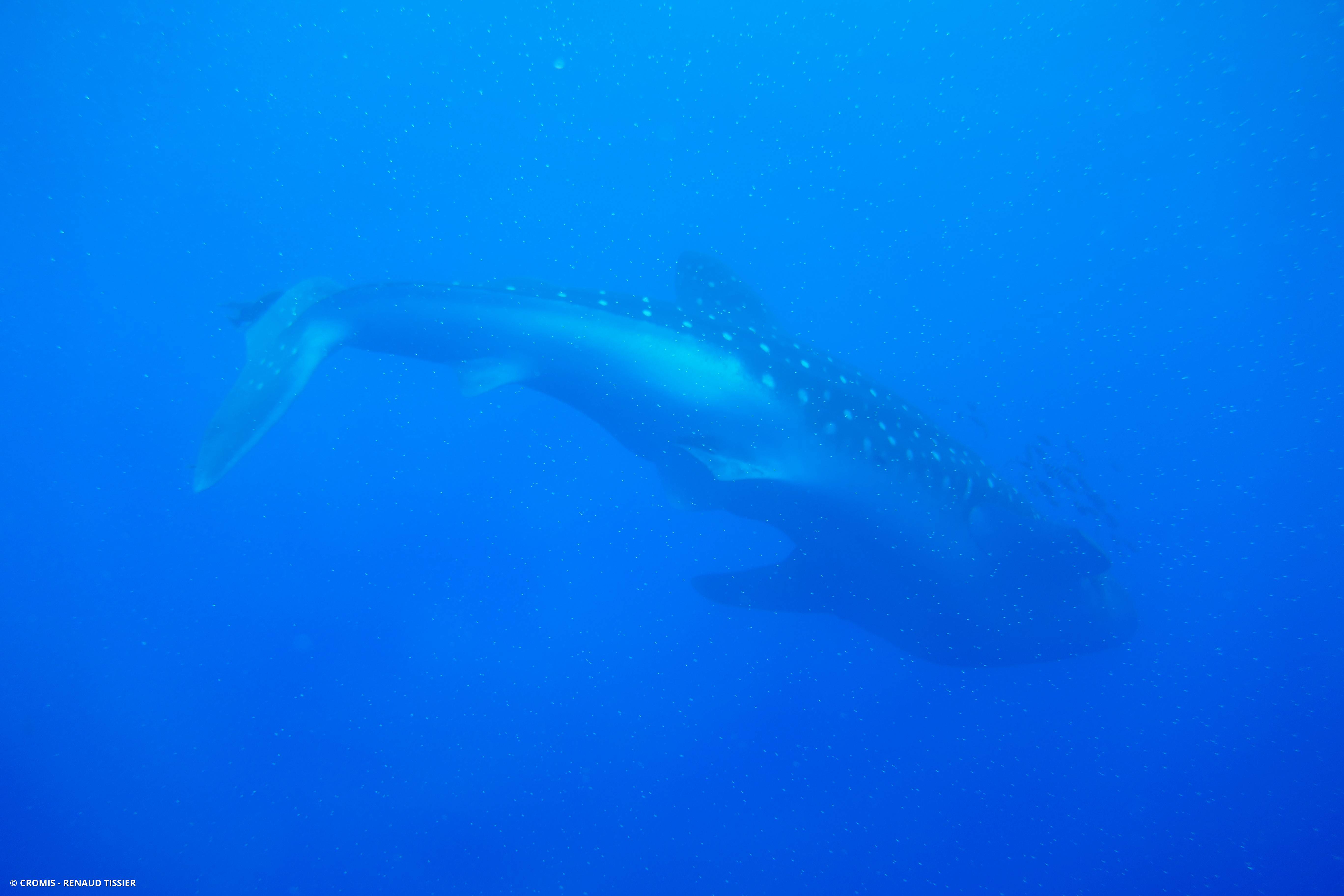 Requin baleine