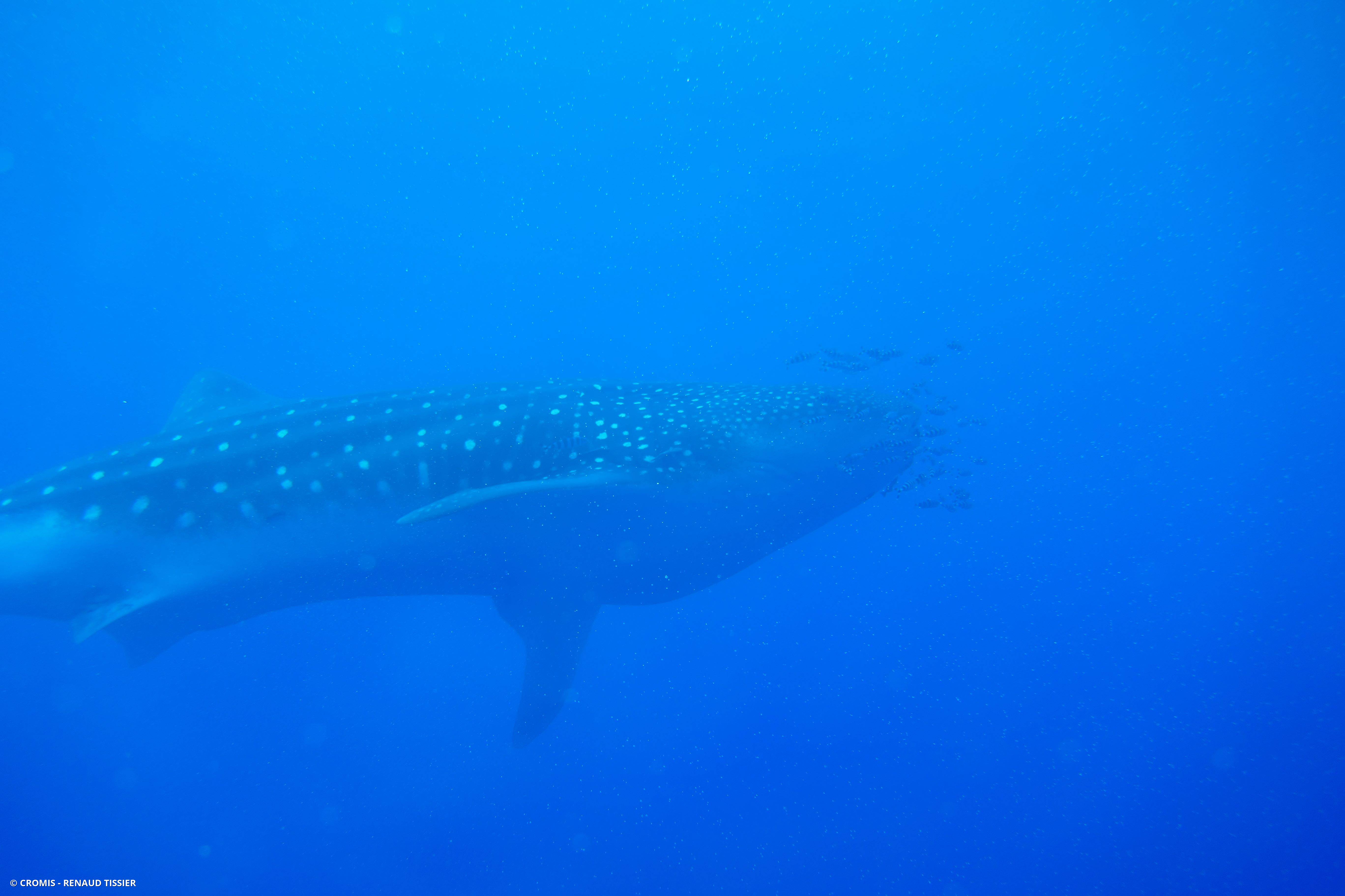 Requin baleine