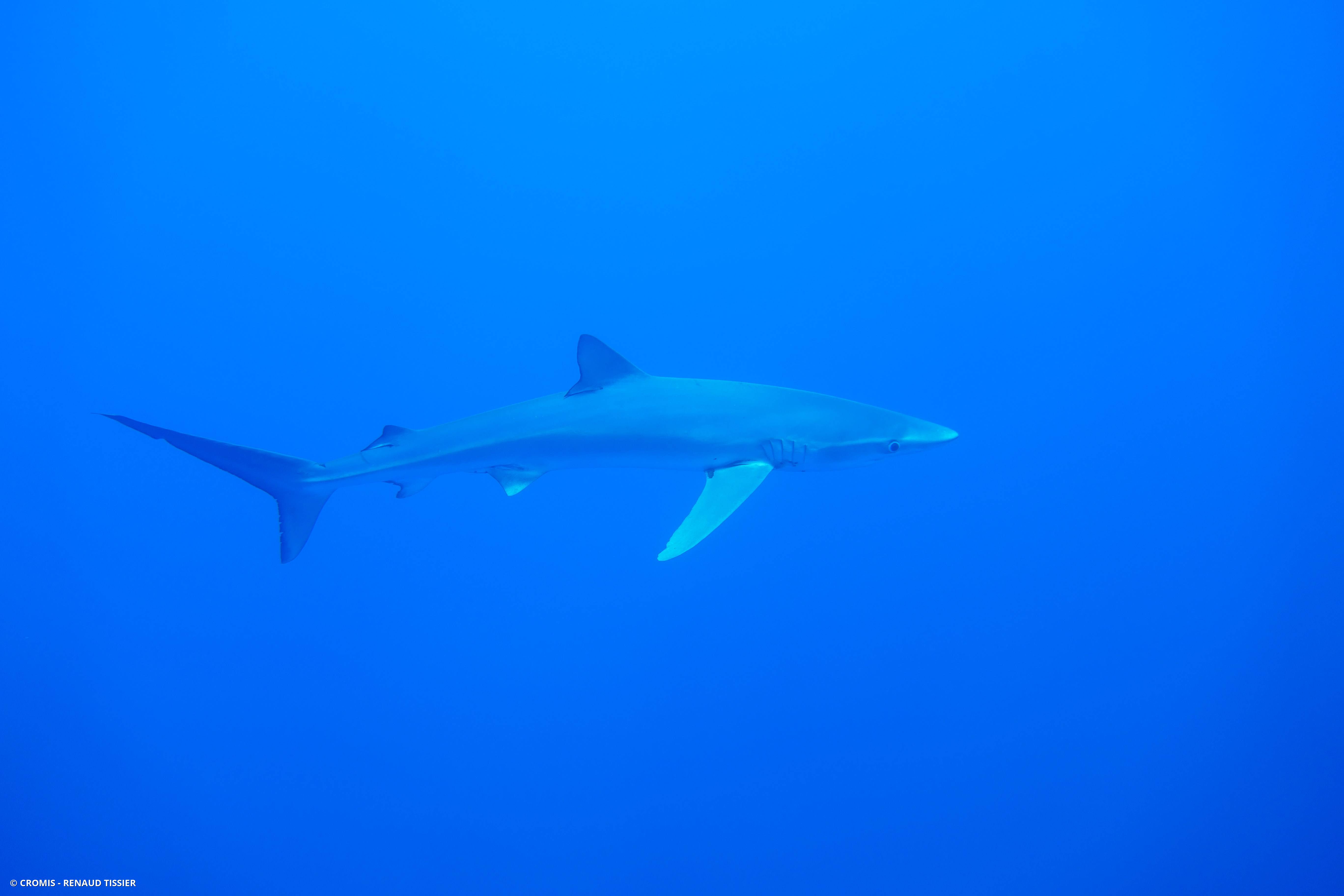 Requin peau bleue