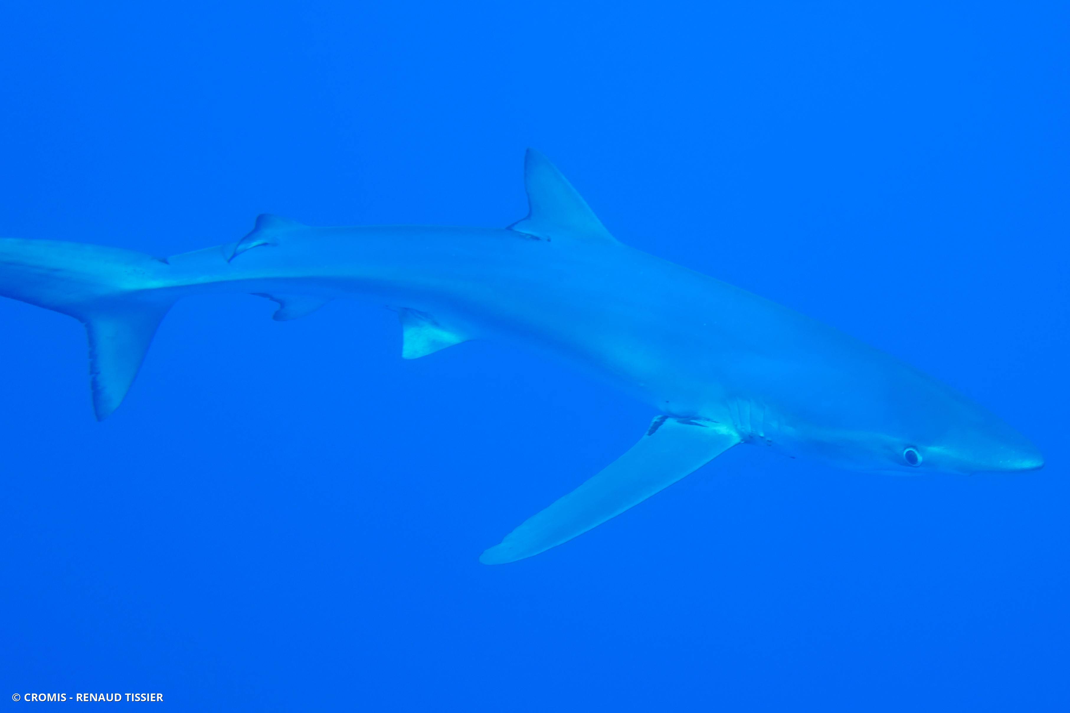 Requin peau bleue