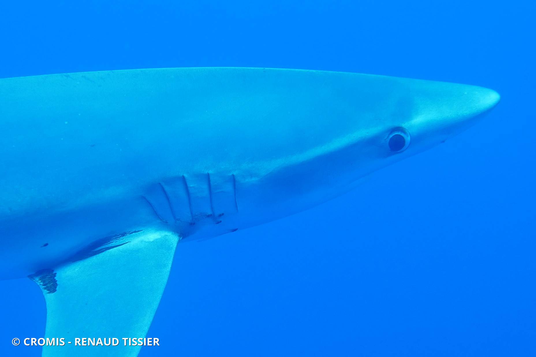 Requin peau bleue