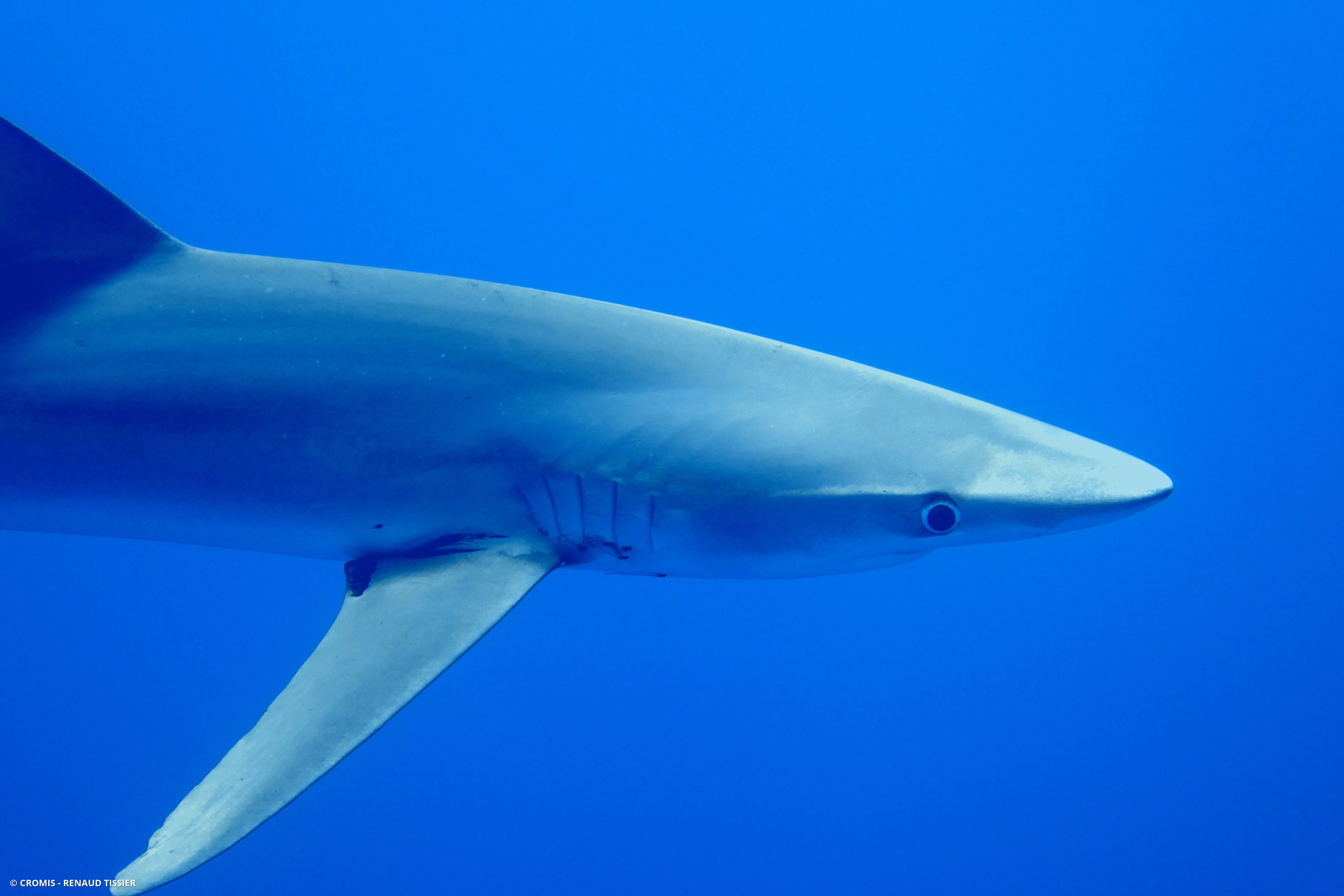 Requin peau bleue