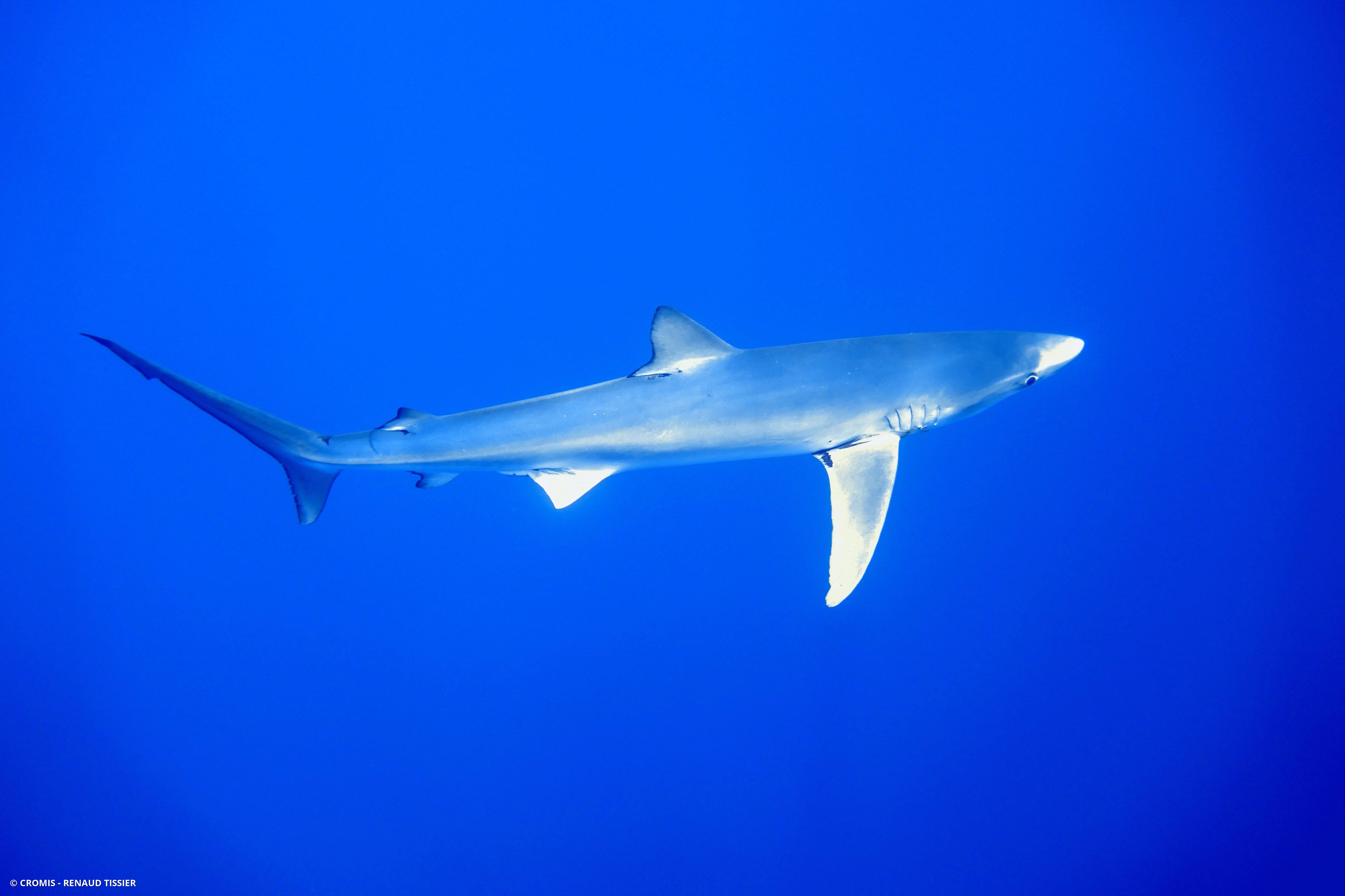 Requin peau bleue