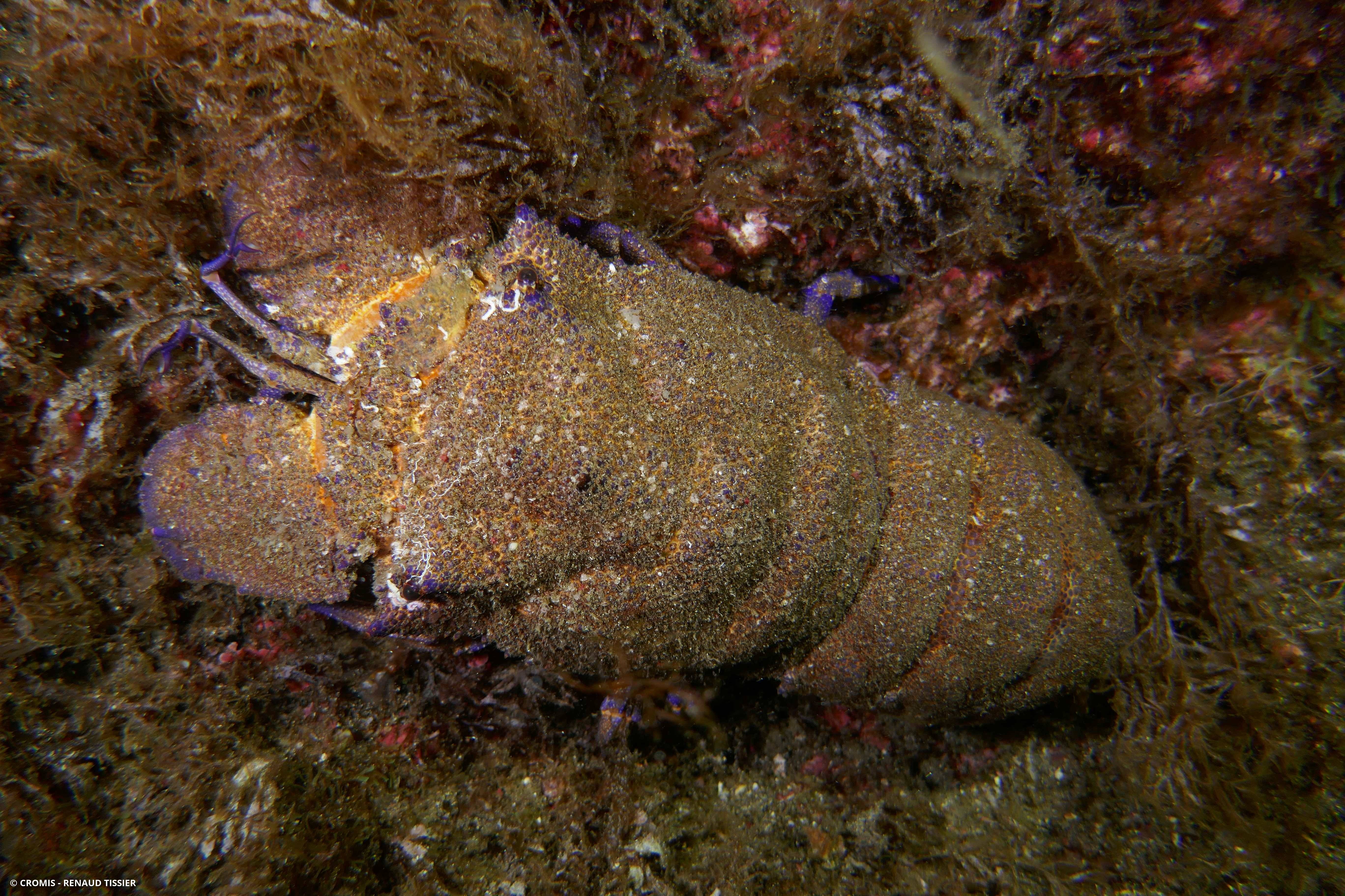 Grande cigale de mer