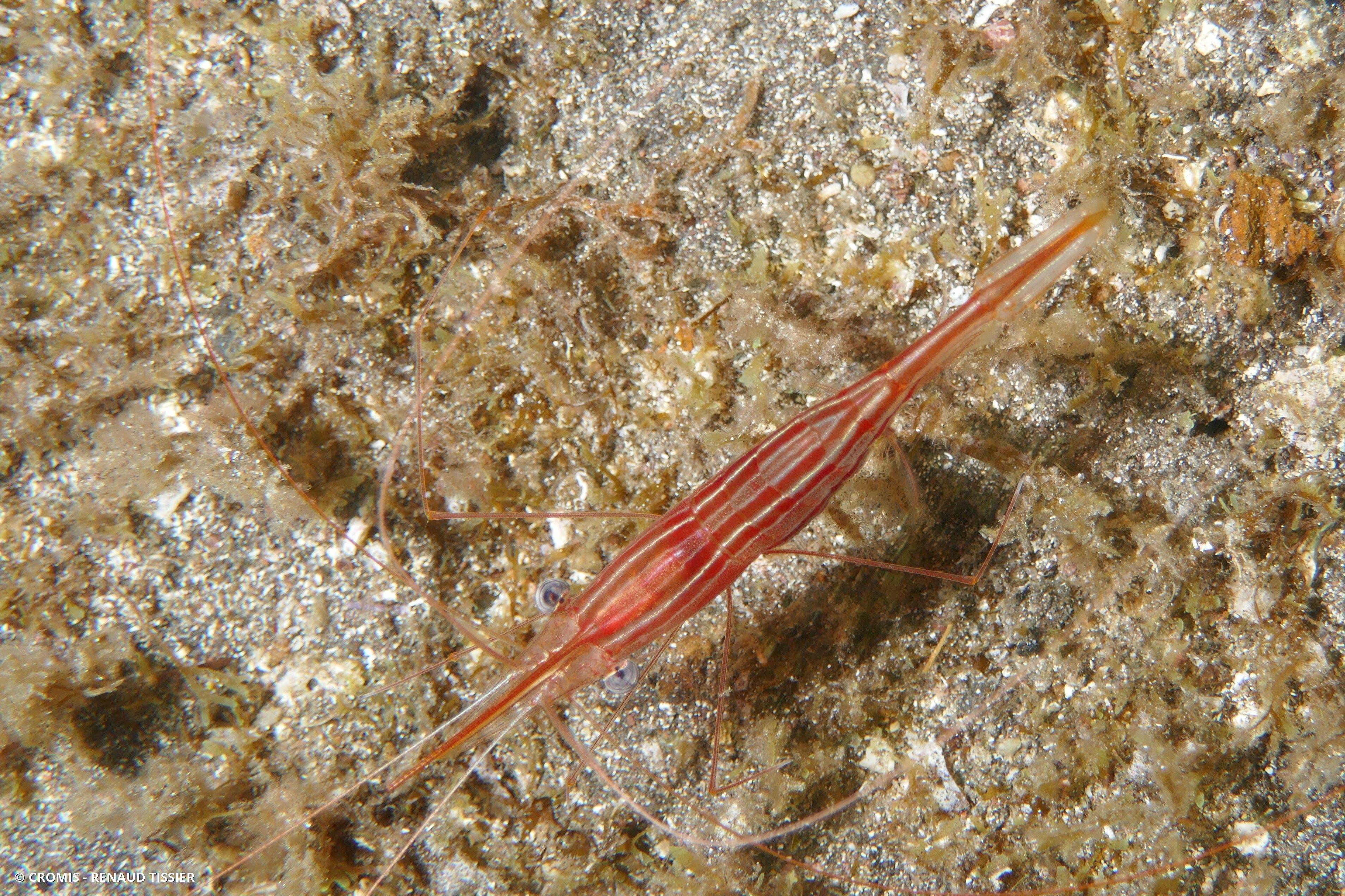 Crevette narval