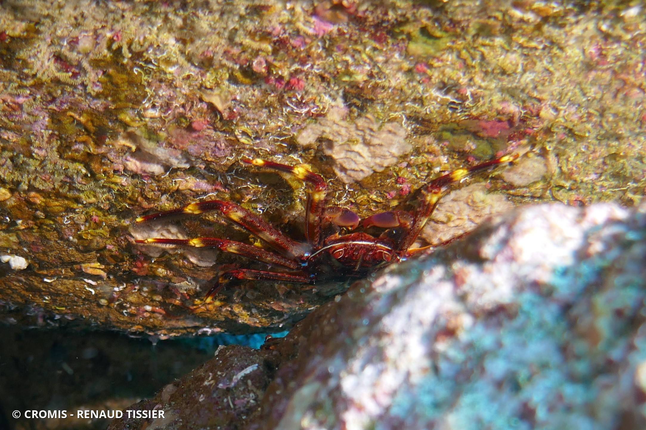 Crabe plat des oursins