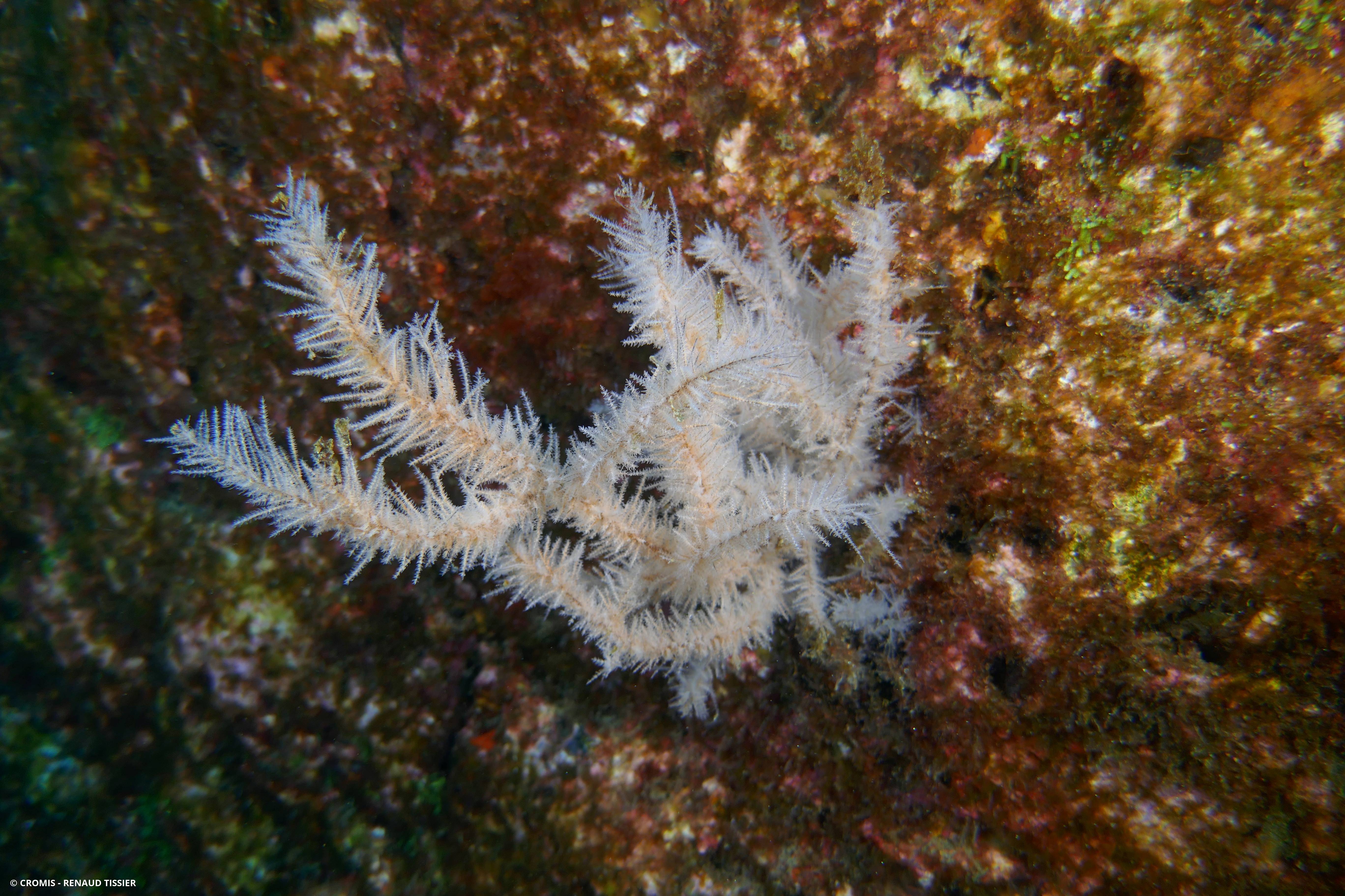 Corail noir canarien
