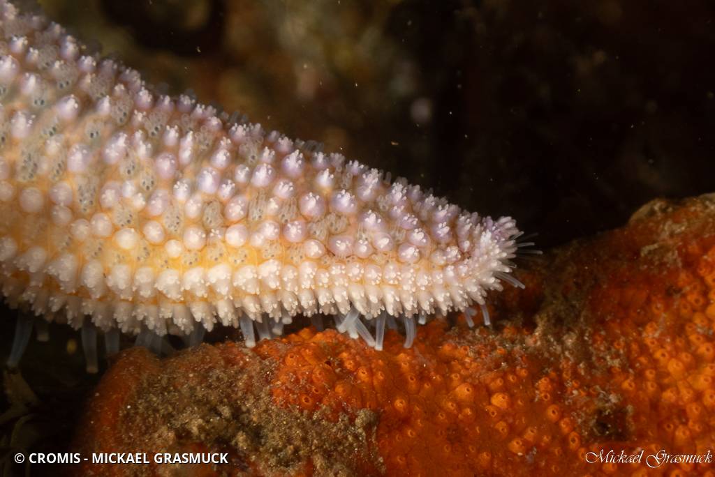 Étoile de mer commune