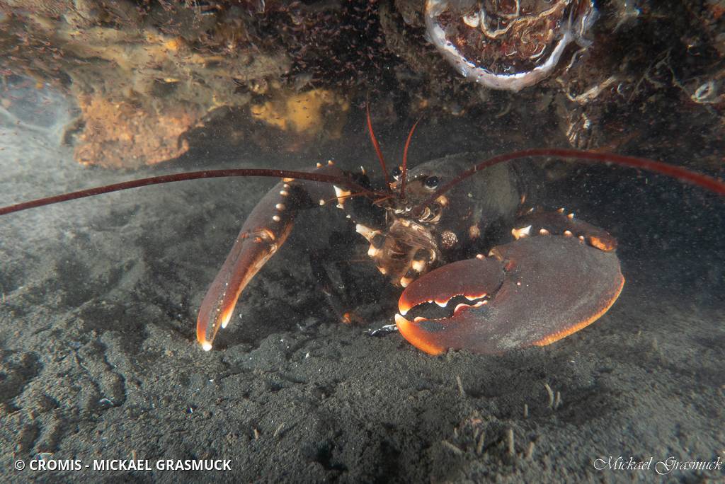 Homard européen