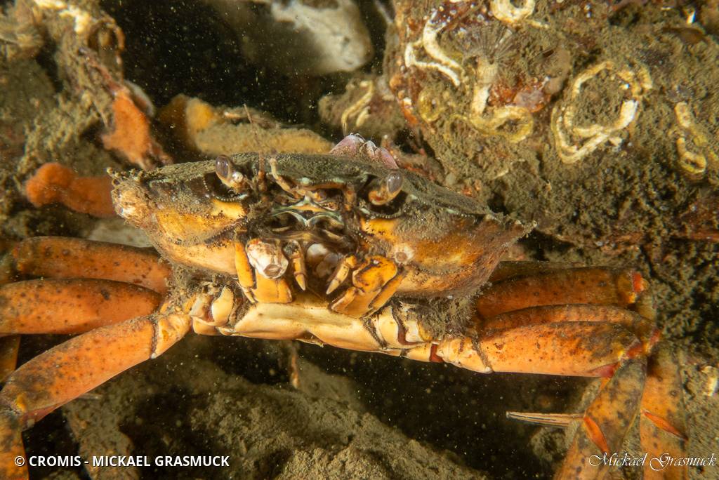 Crabe vert