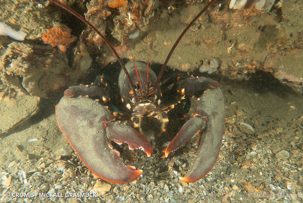 Homard européen