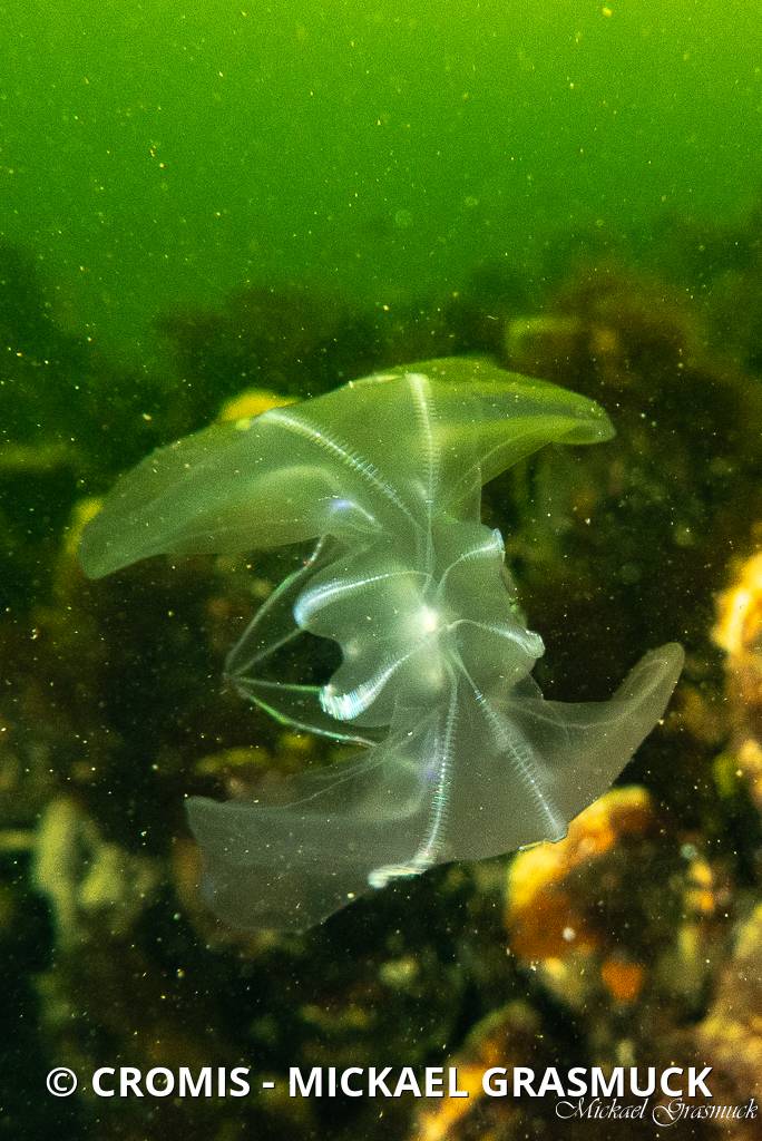 Mnémiopsis