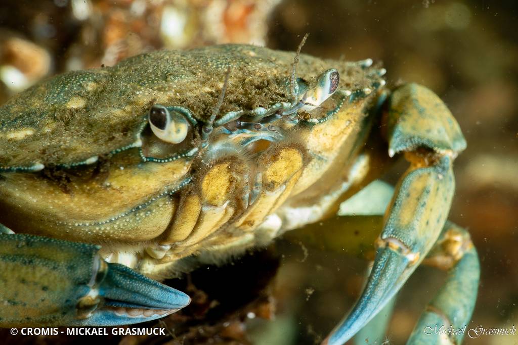 Crabe vert