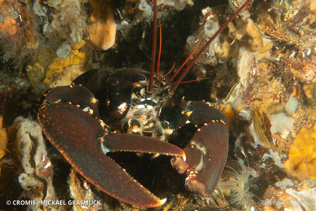 Homard européen