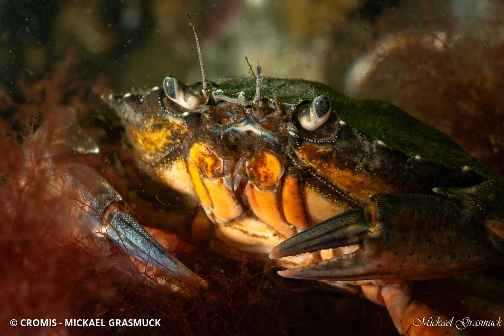 Crabe vert