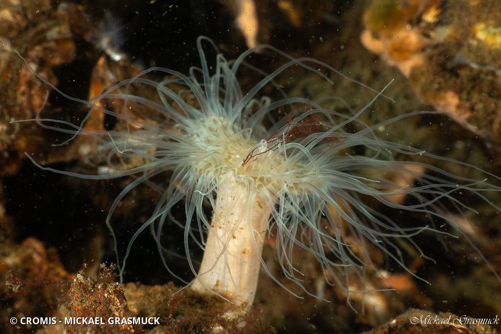 Sagartiogeton blanc