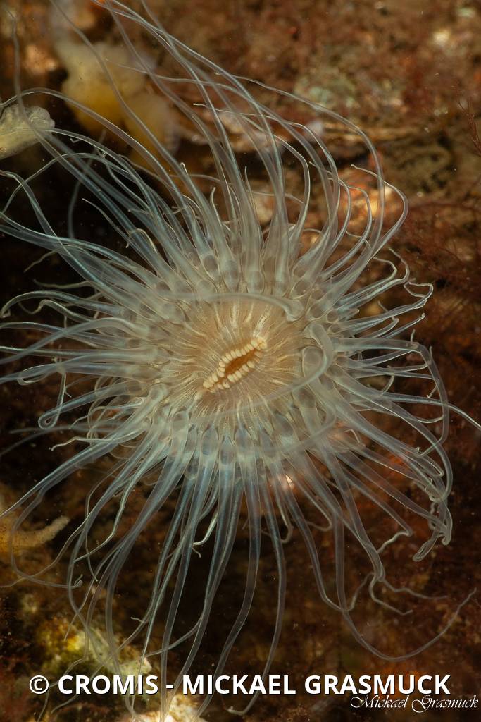 Sagartiogeton blanc