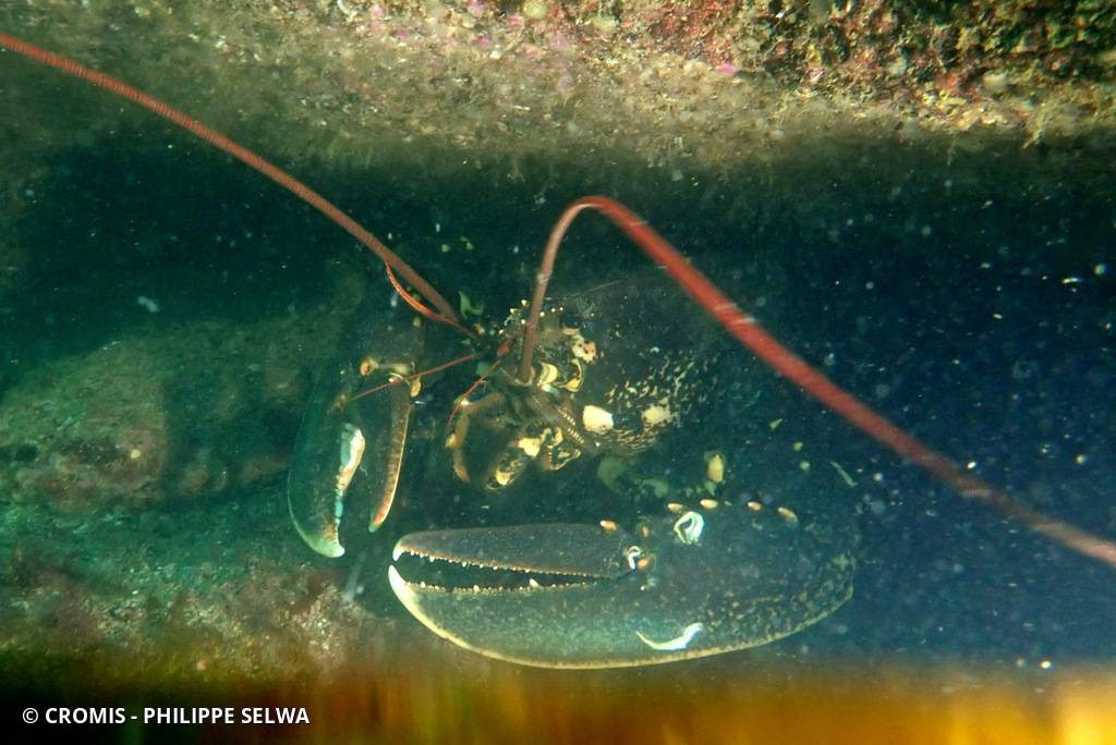 Homard européen