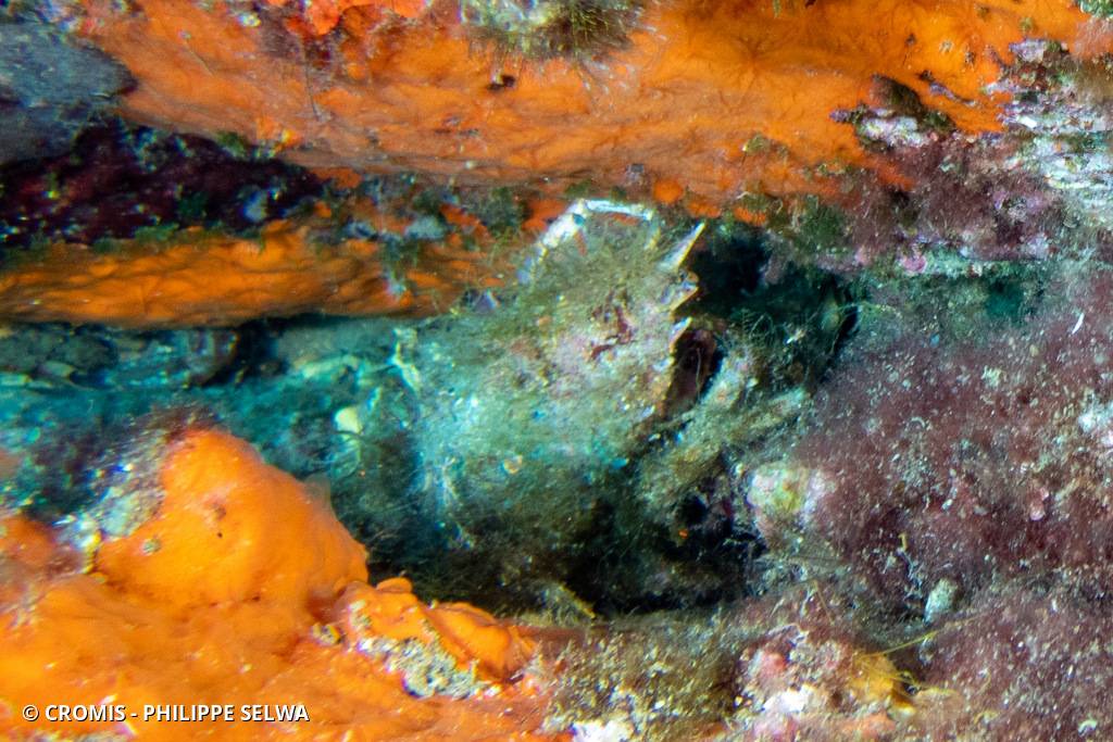 Petite araignée de mer