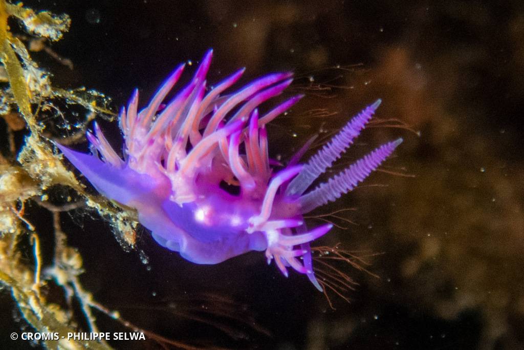 Flabelline mauve