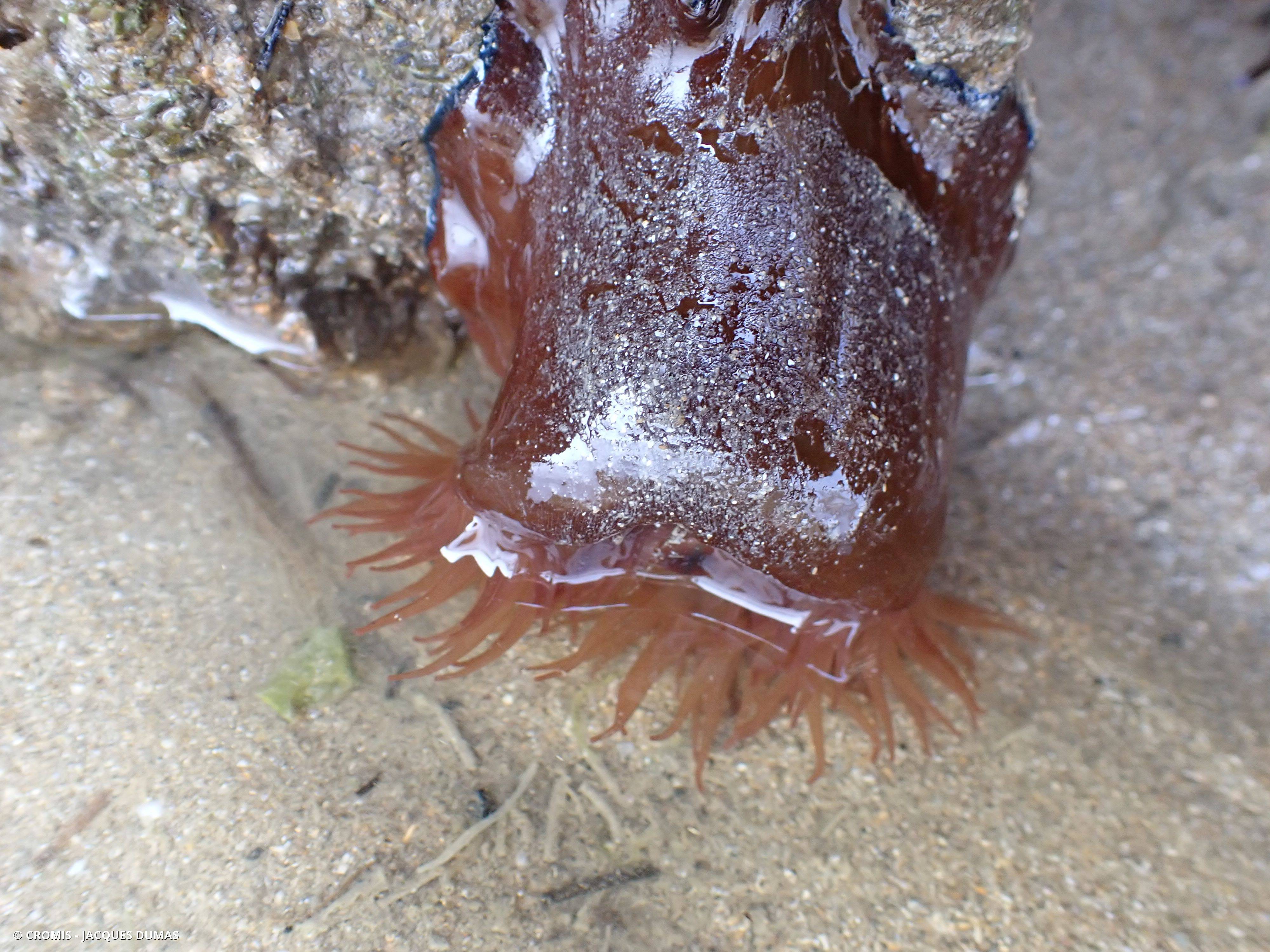 Tomate de mer de l'Atlantique