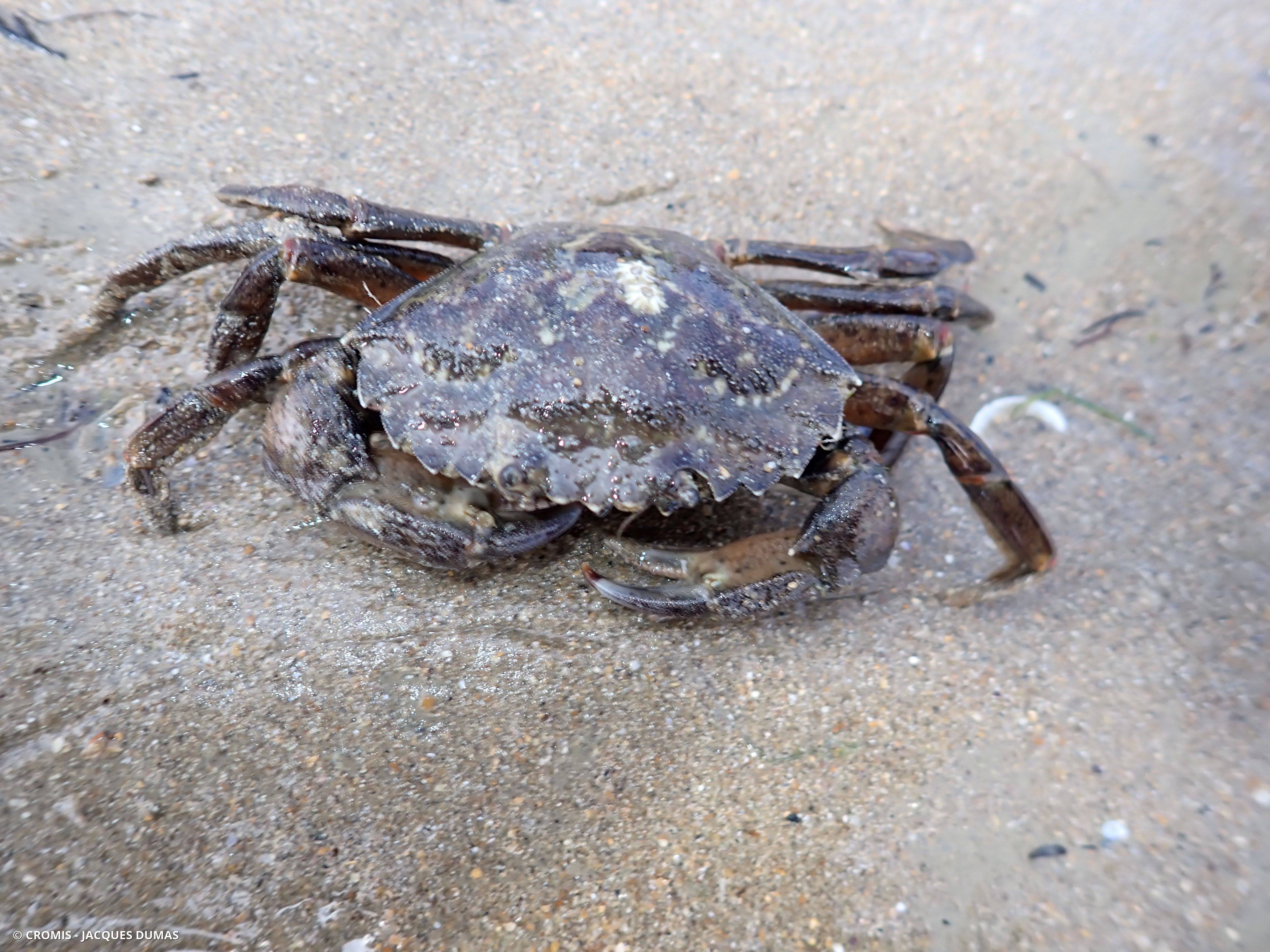 Crabe vert