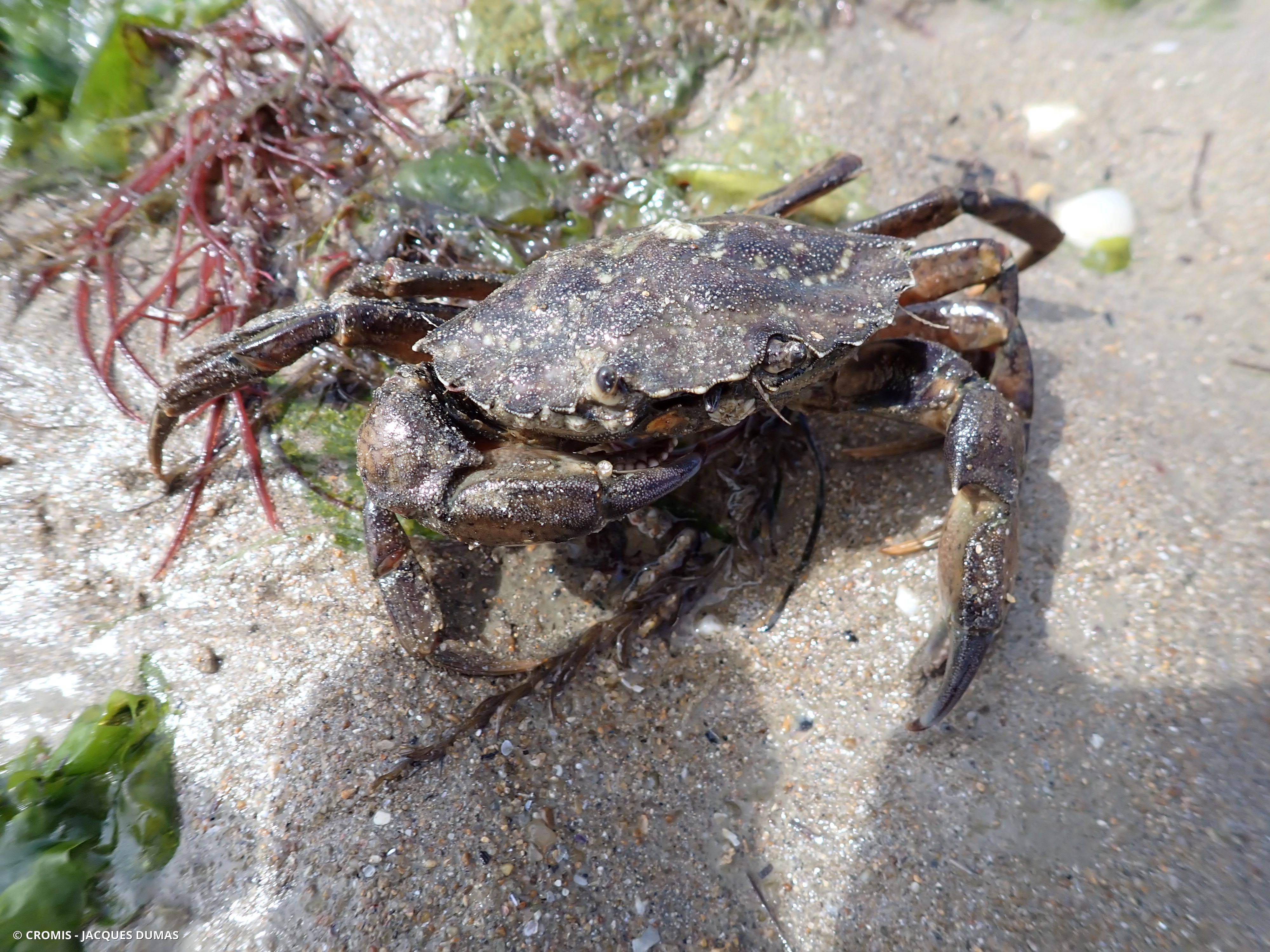 Crabe vert