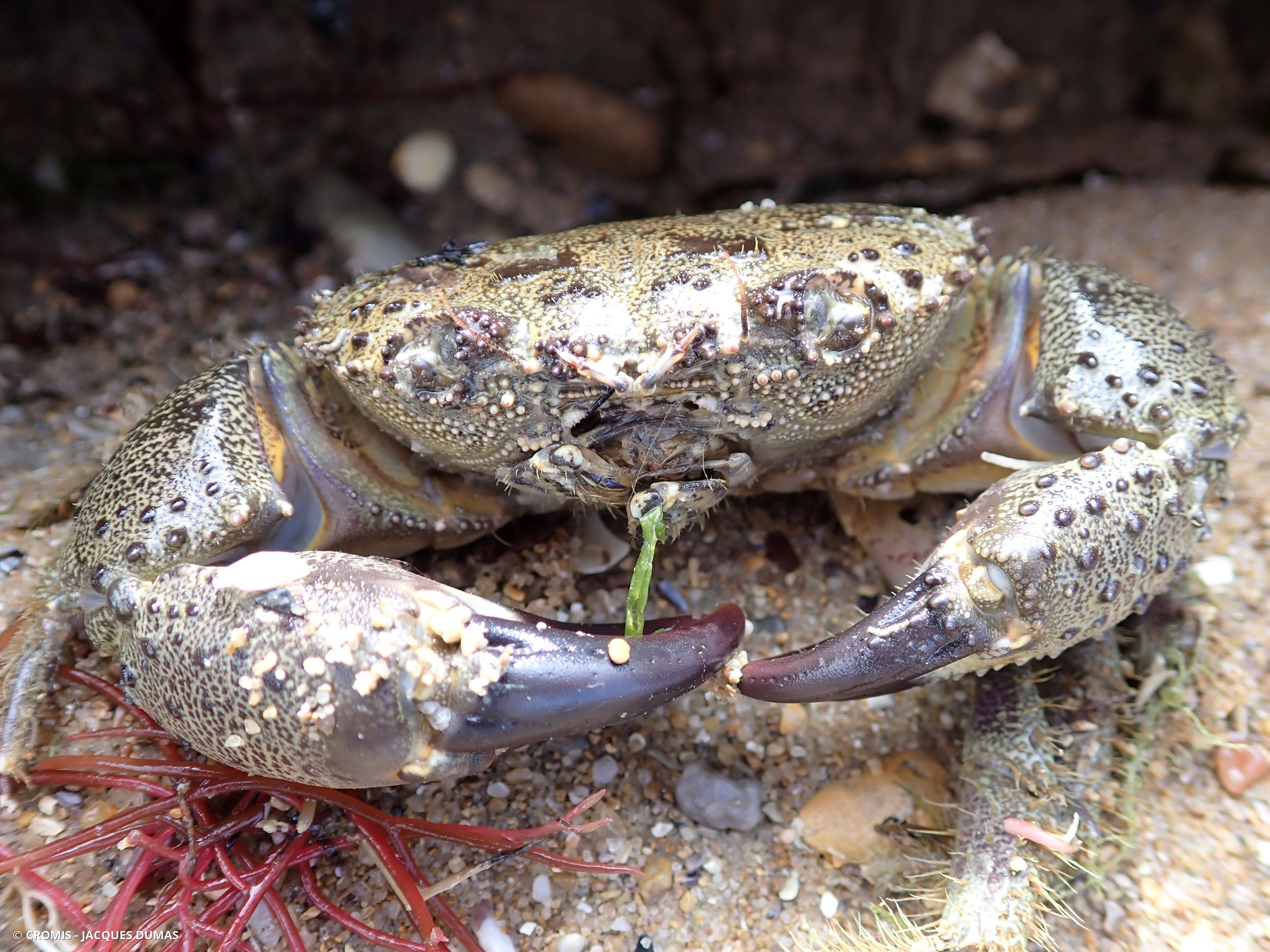 Crabe verruqueux