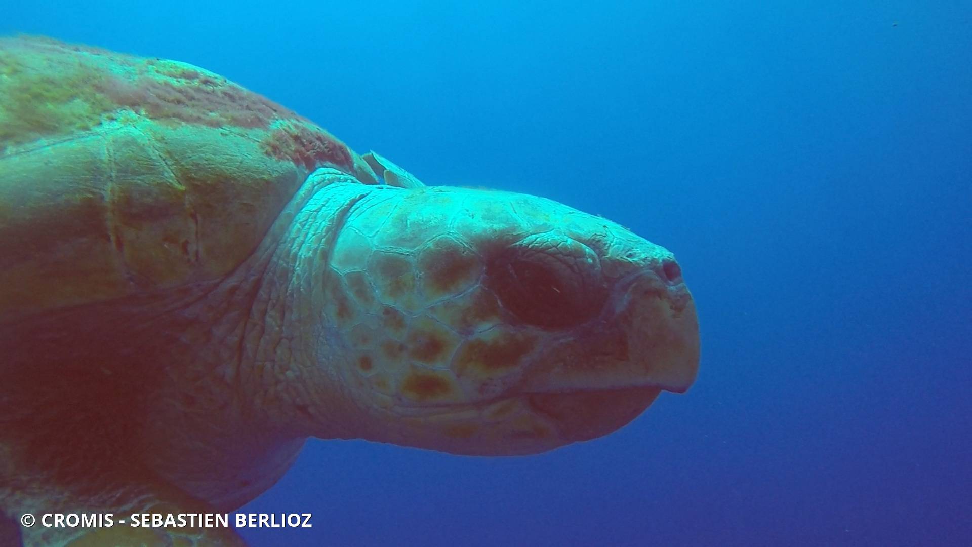 Tortue caouanne
