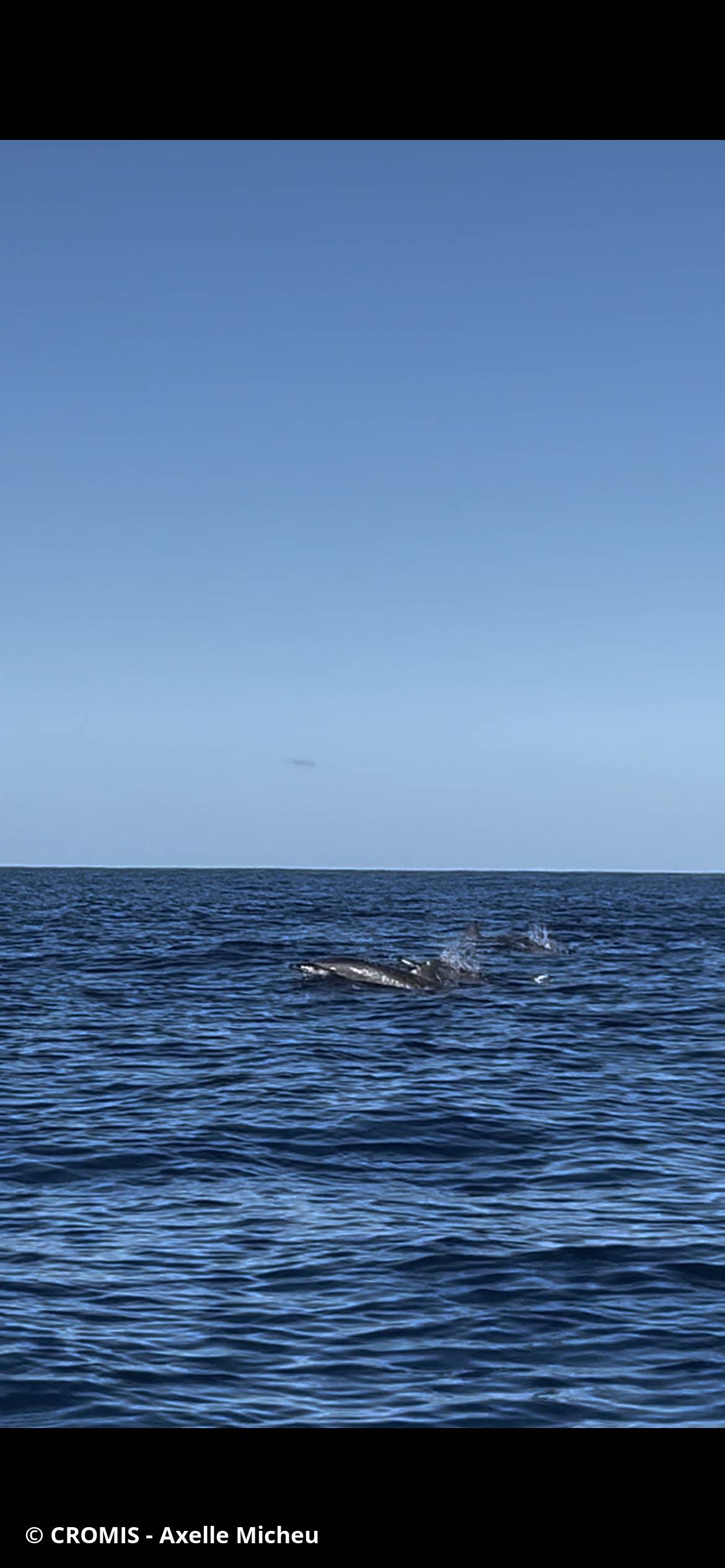 Dauphin à long bec