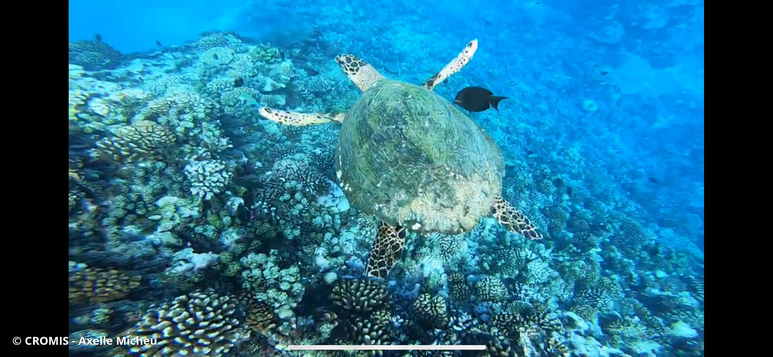 Tortue imbriquée