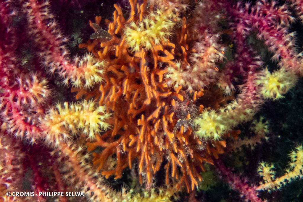 Schizoretepora serratimargo