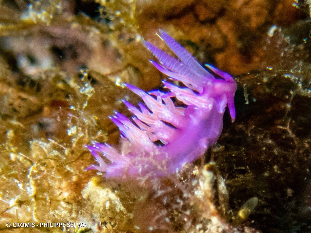 Flabelline mauve