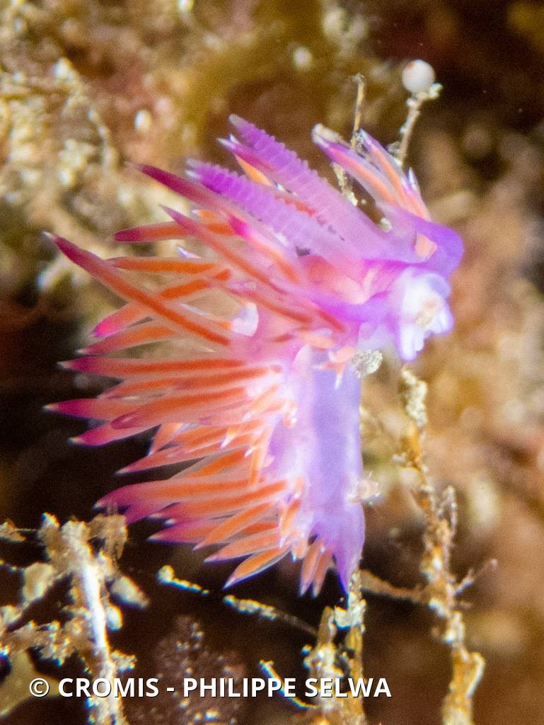 Flabelline mauve