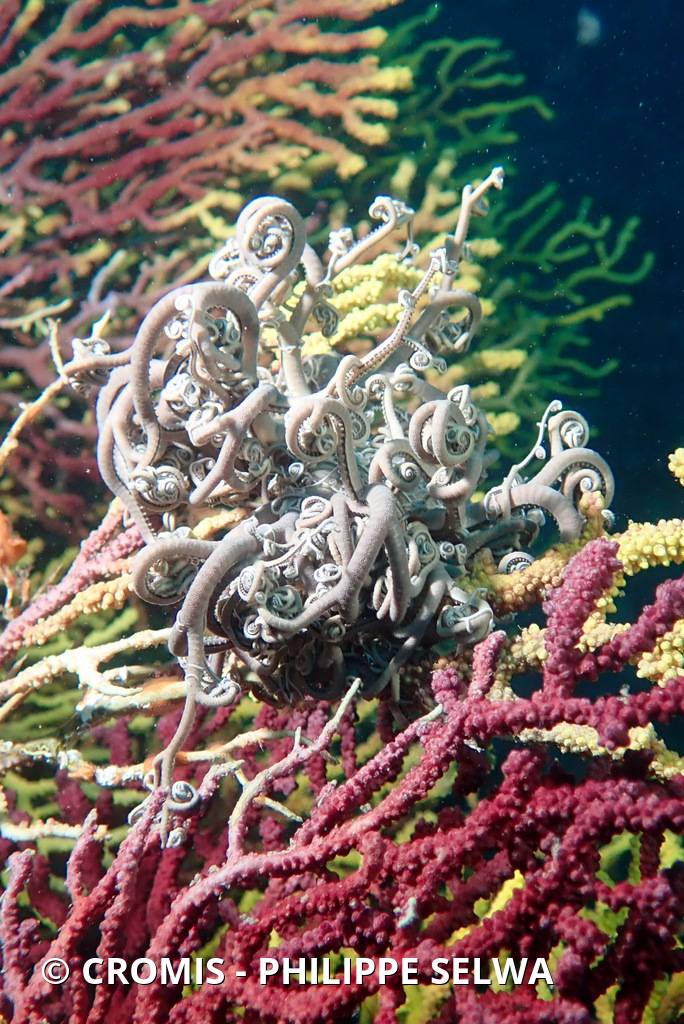 Gorgonocéphale