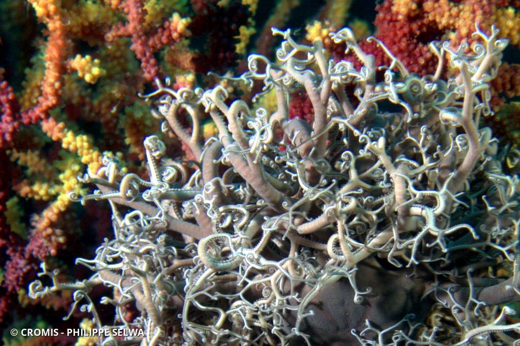 Gorgonocéphale