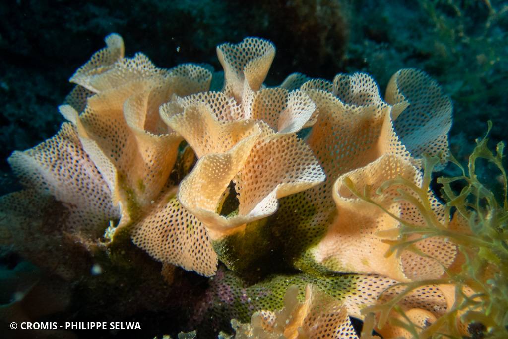 Dentelle de Neptune