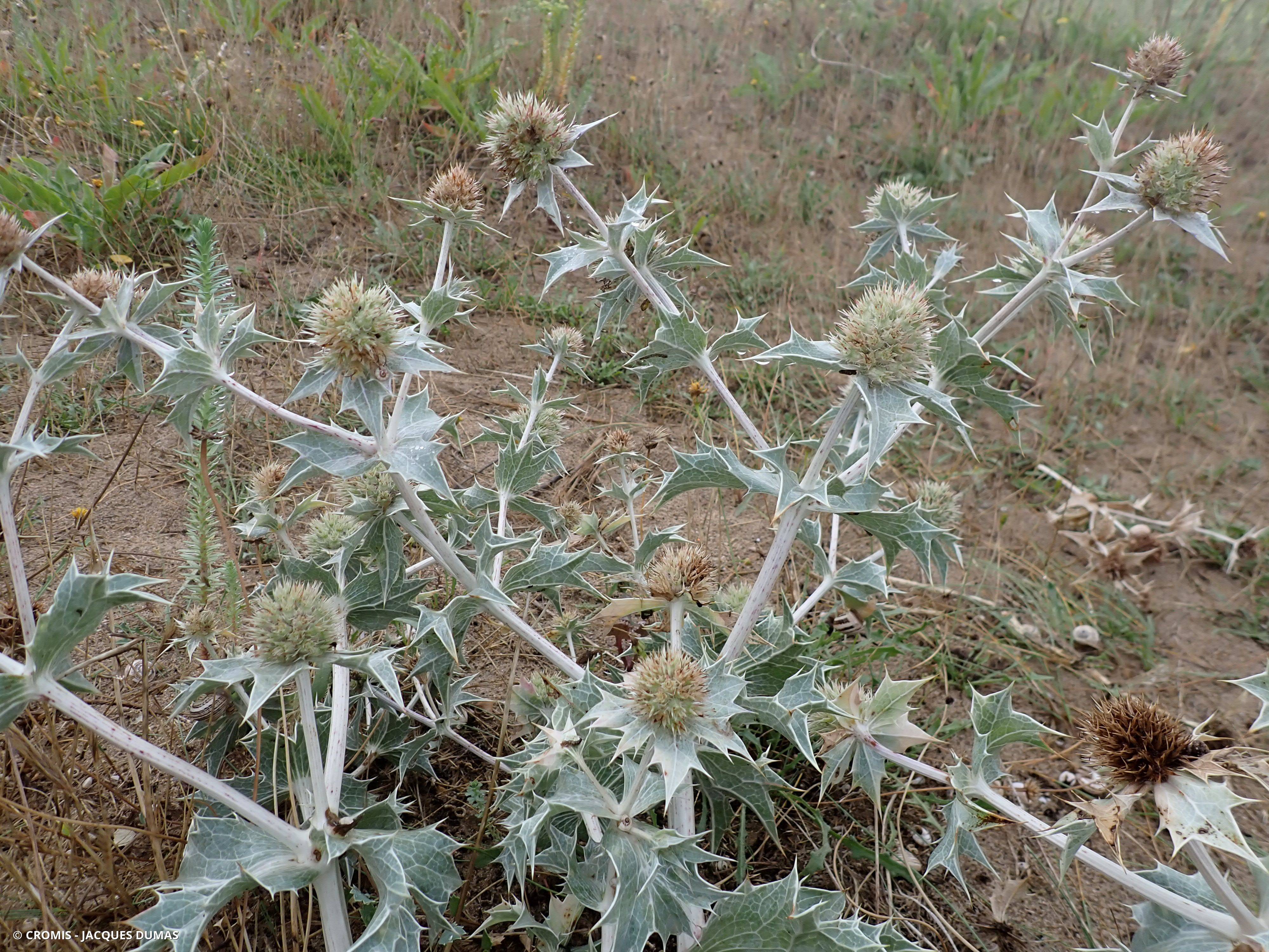 Panicaut de mer