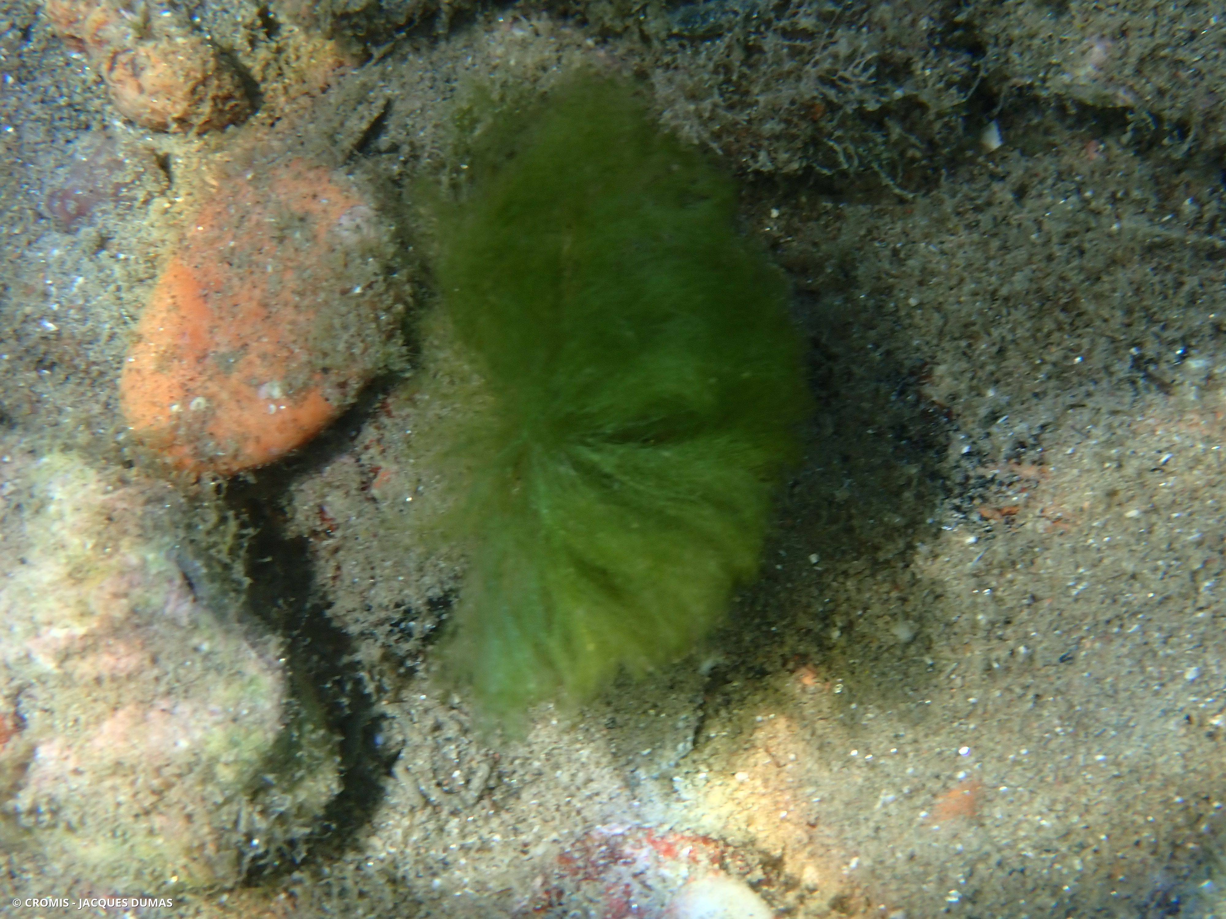 Bryopsis mousse