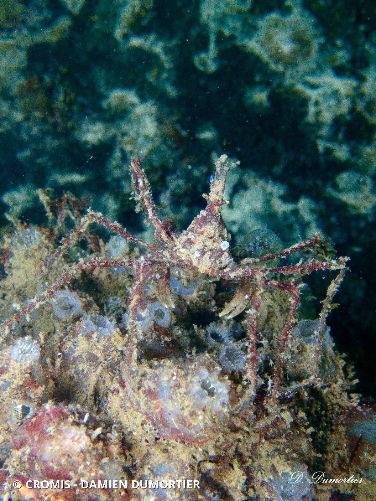 Macropode rostré