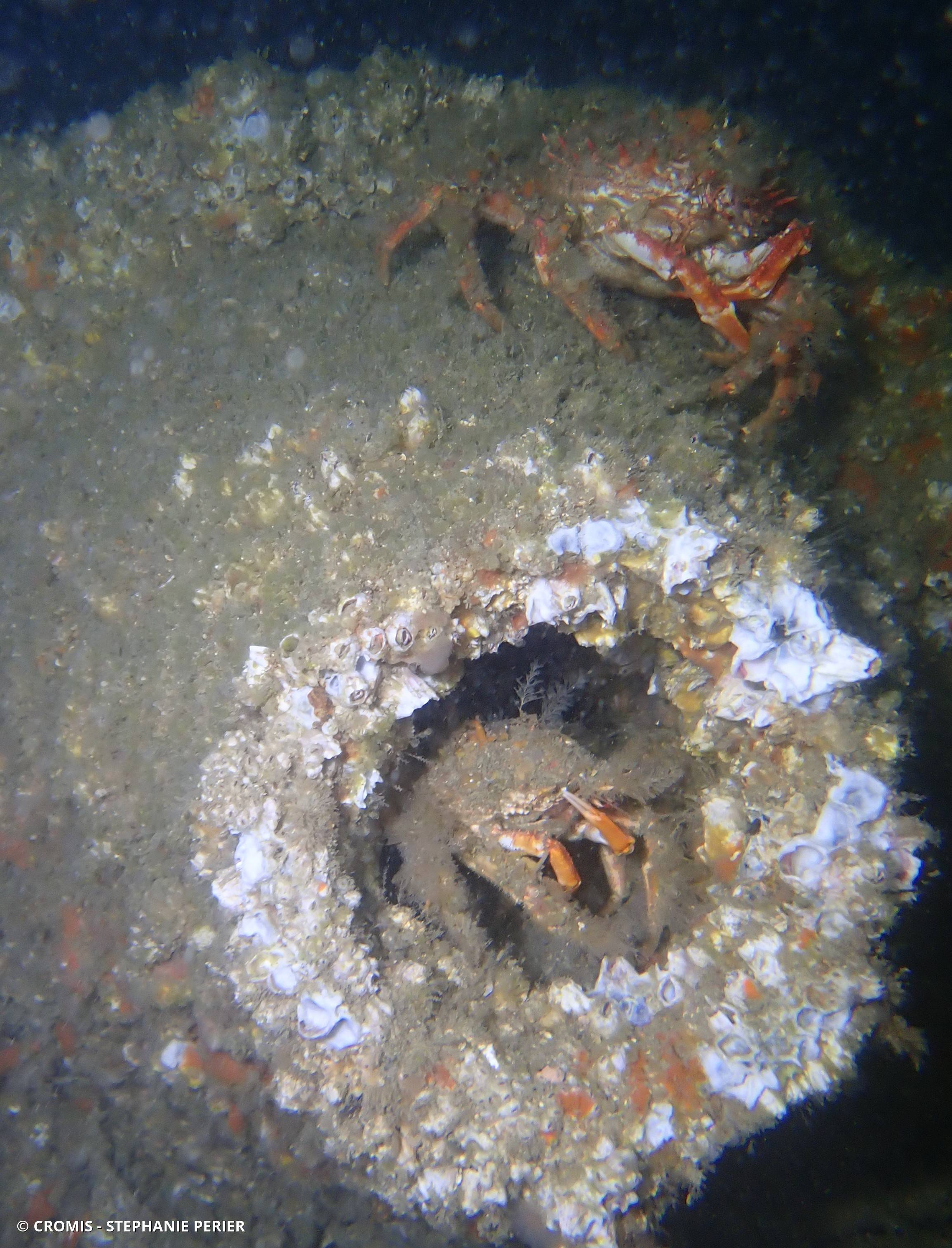 Araignée de mer Atlantique