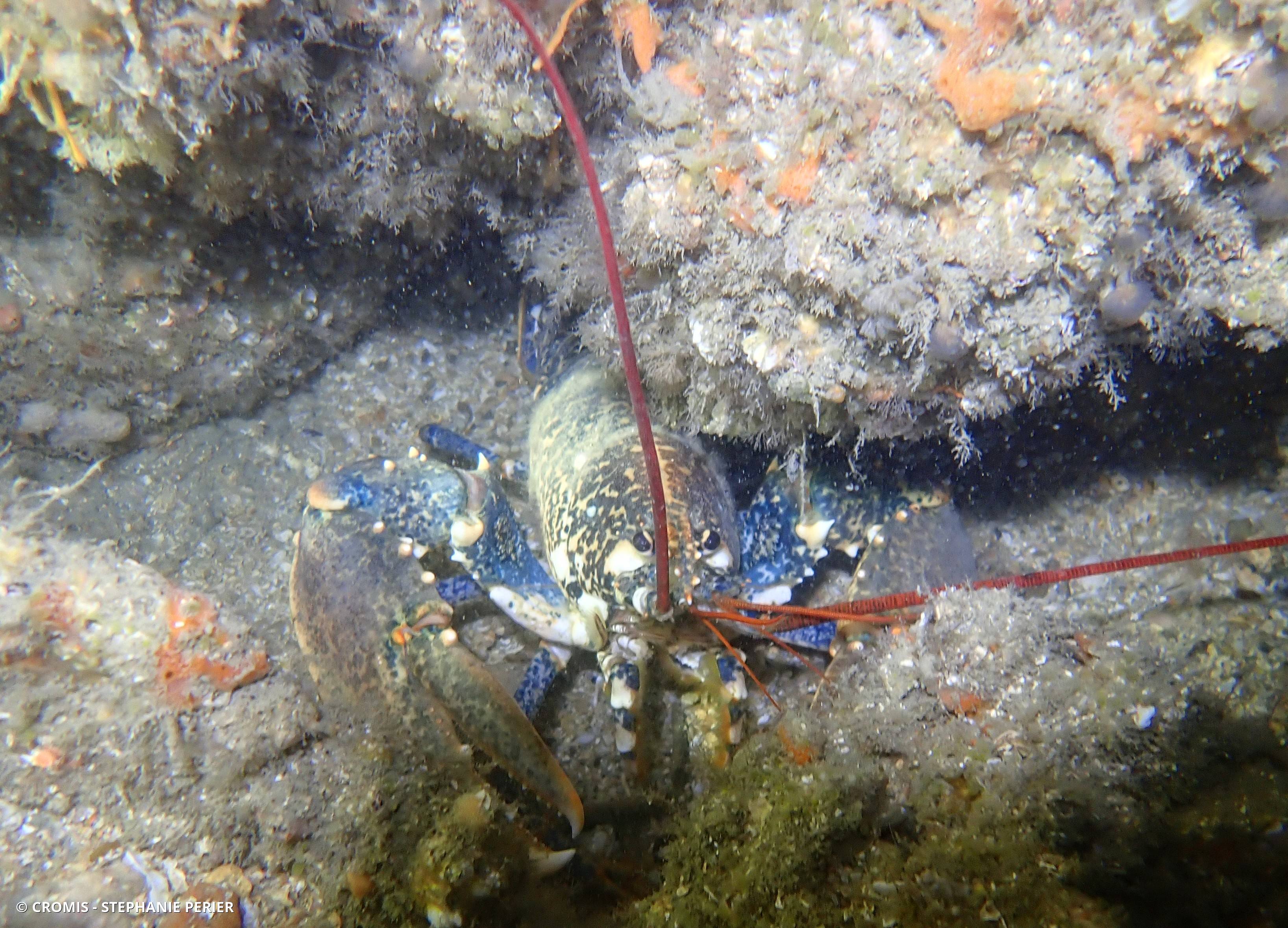 Homard européen