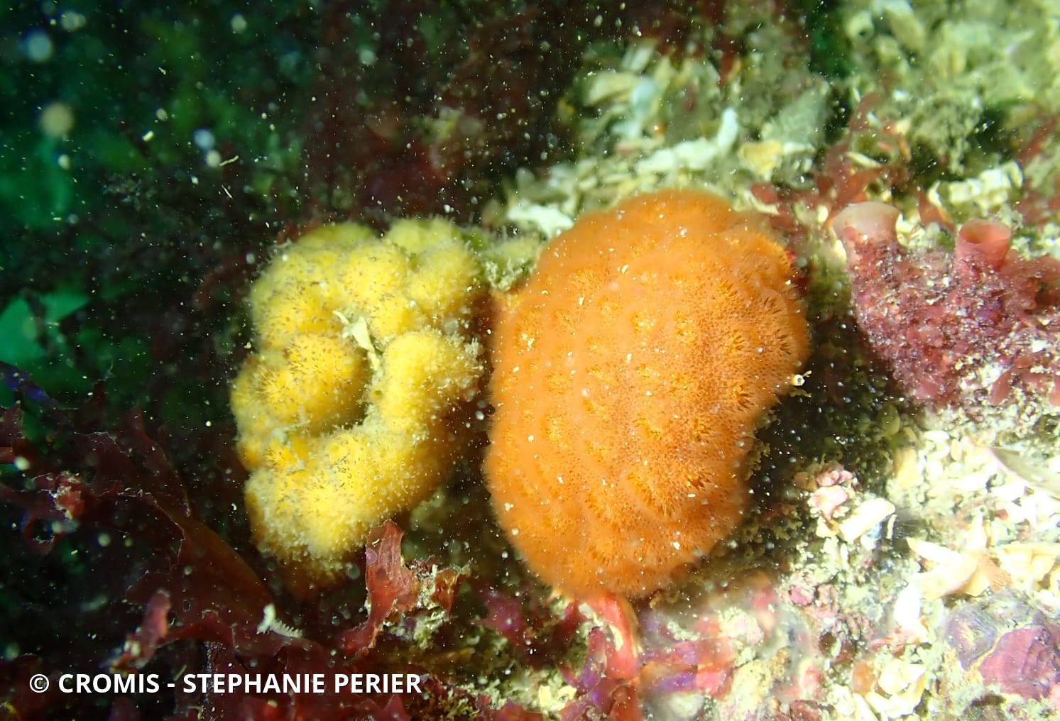 Cellépore pierreuse orange