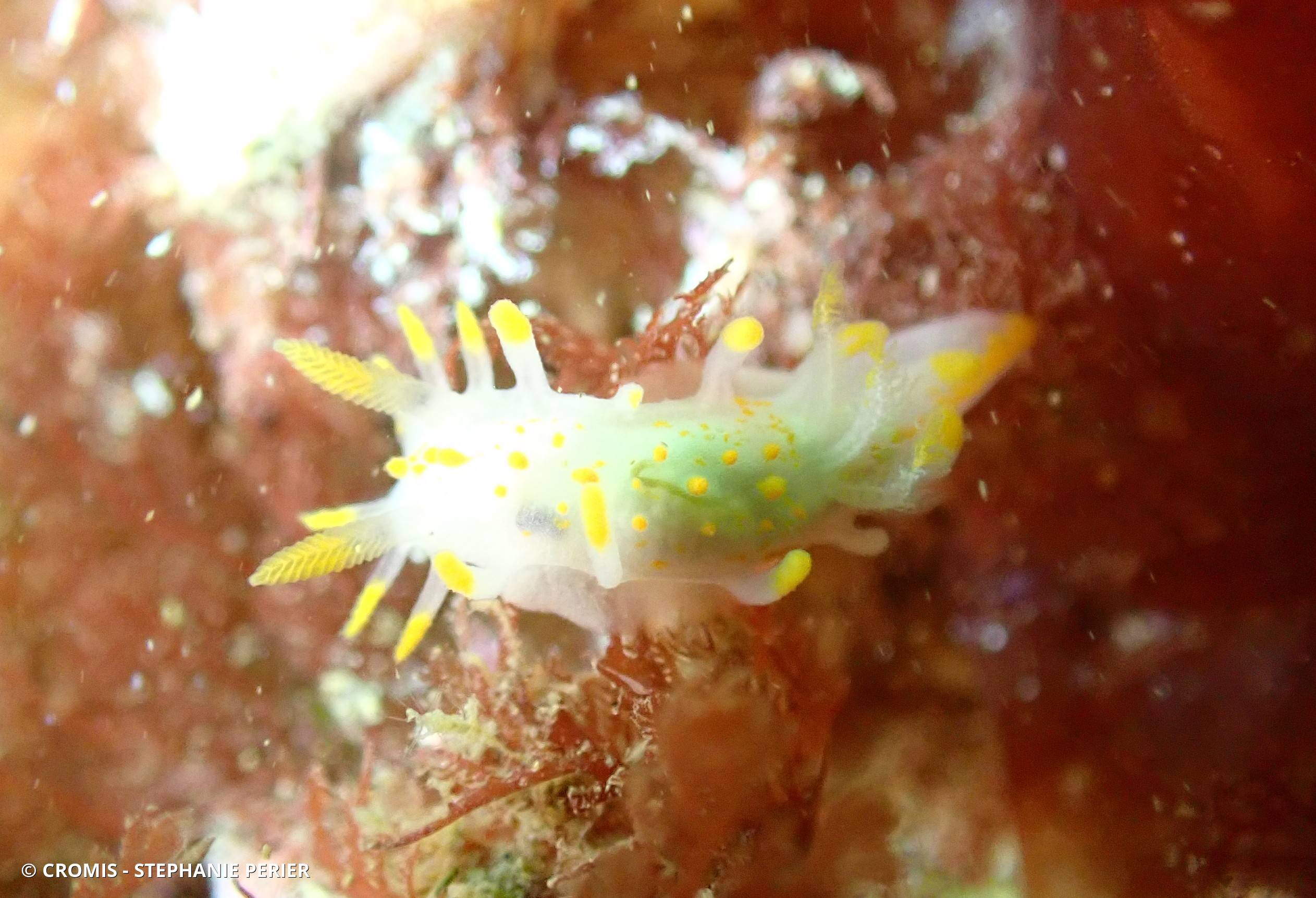 Limacia clavigère