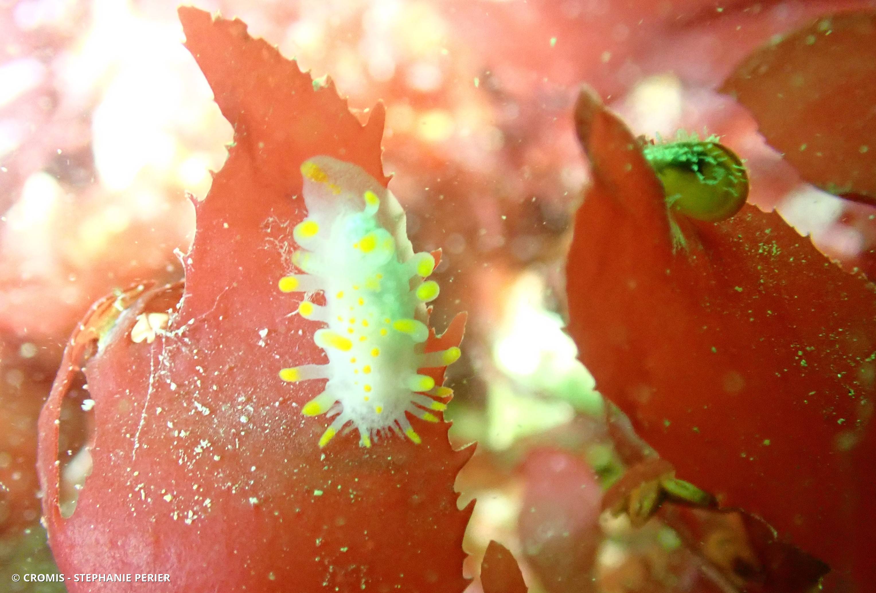 Limacia clavigère