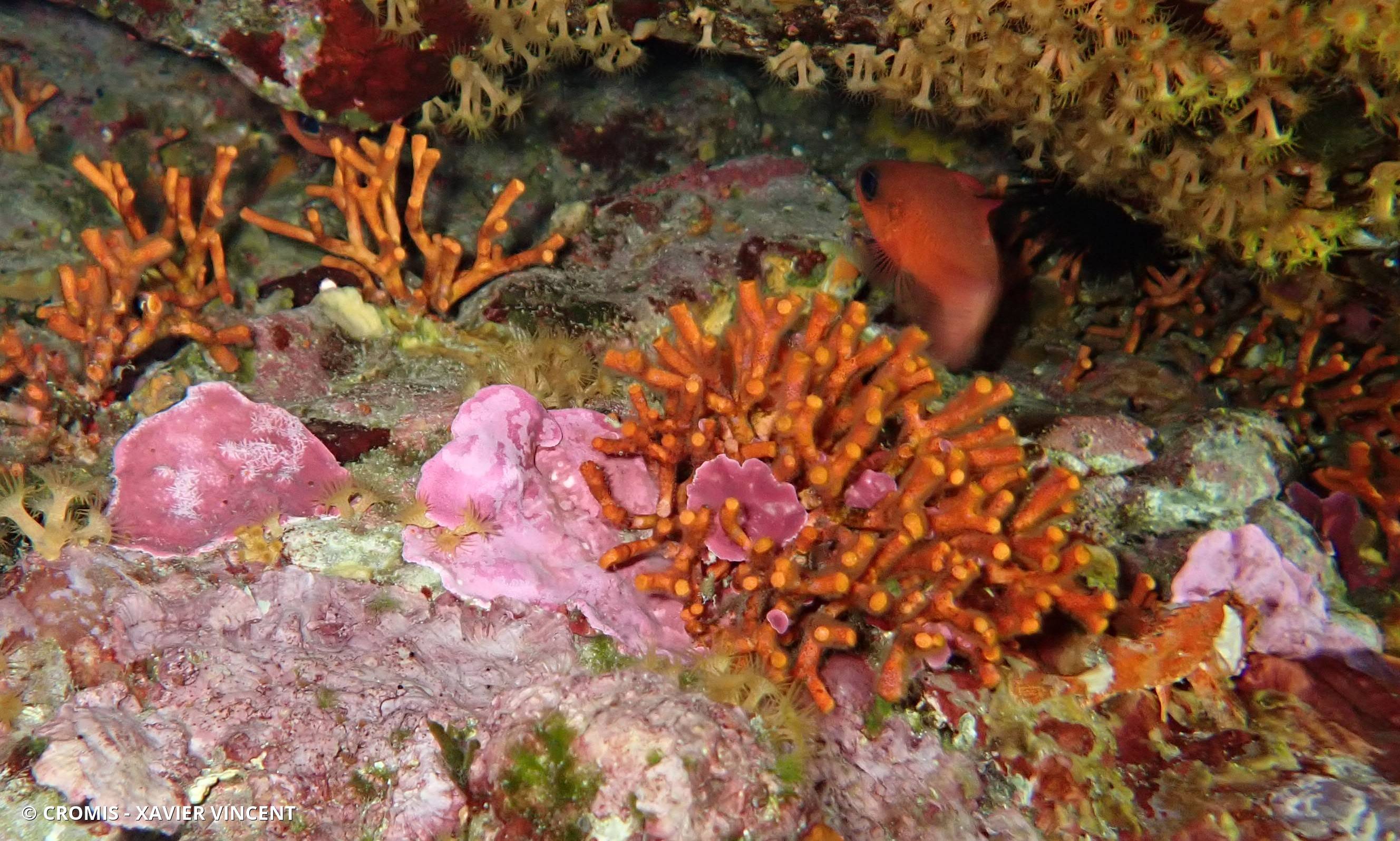 Faux corail