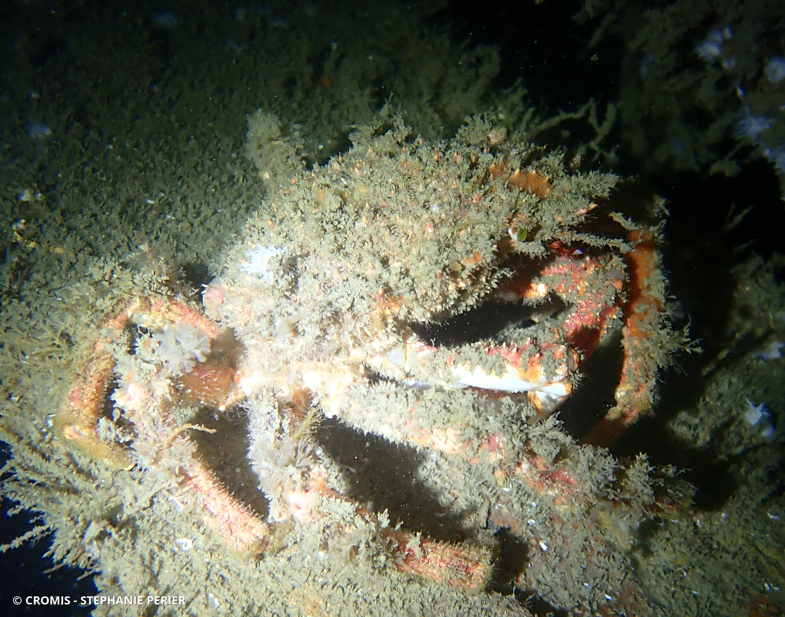Araignée de mer Atlantique